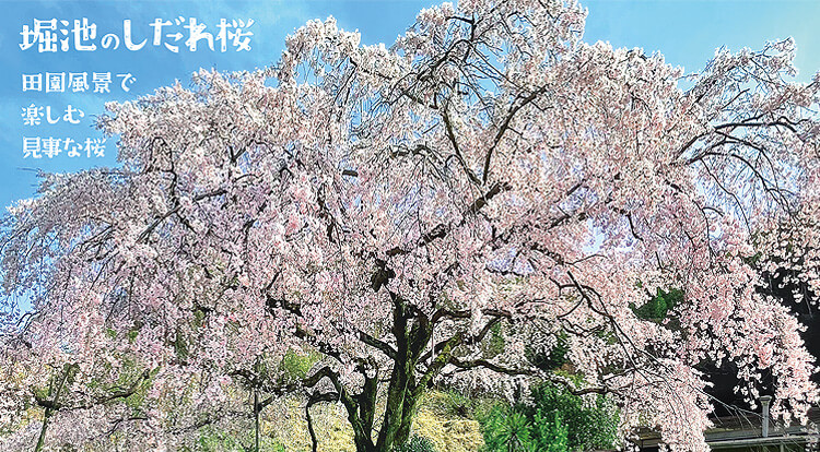 堀池のしだれ桜 田園風景で楽しむ見事な桜