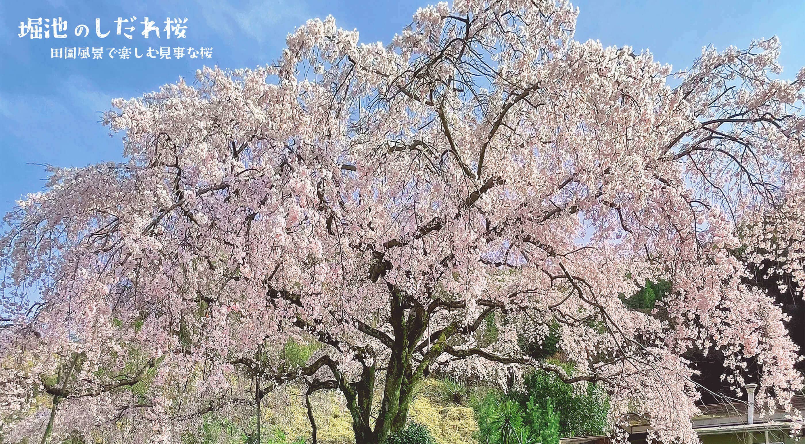 堀池のしだれ桜 田園風景で楽しむ見事な桜