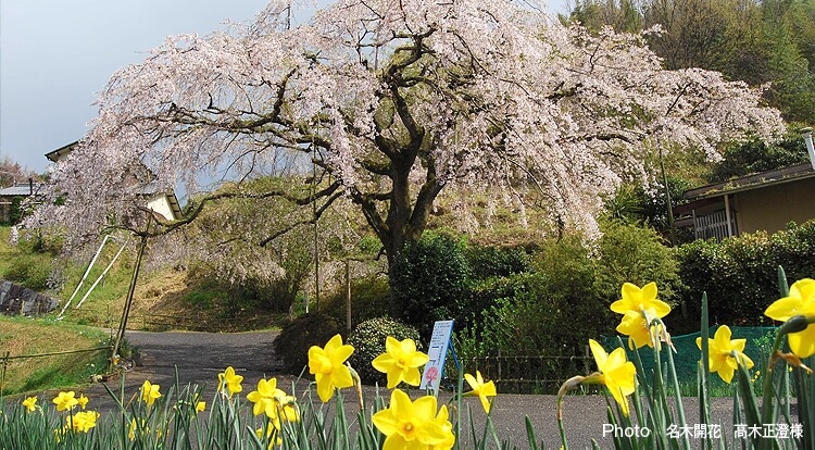 名木開花 高木正澄様