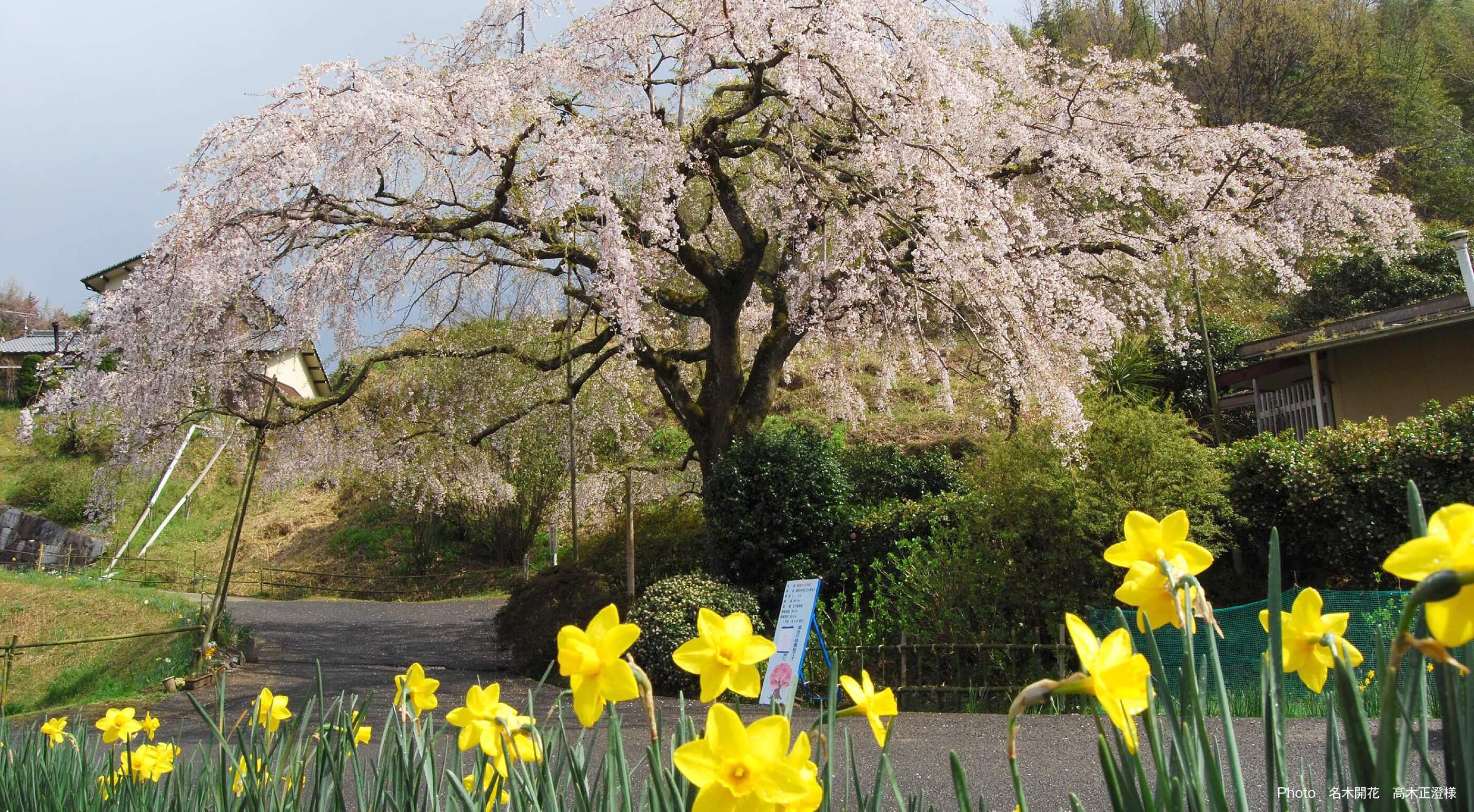名木開花 高木正澄様