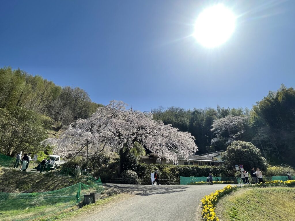 西分 堀池のしだれ桜