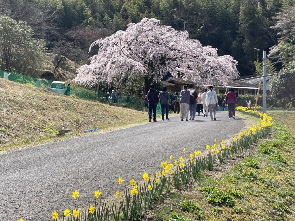 西分 堀池のしだれ桜