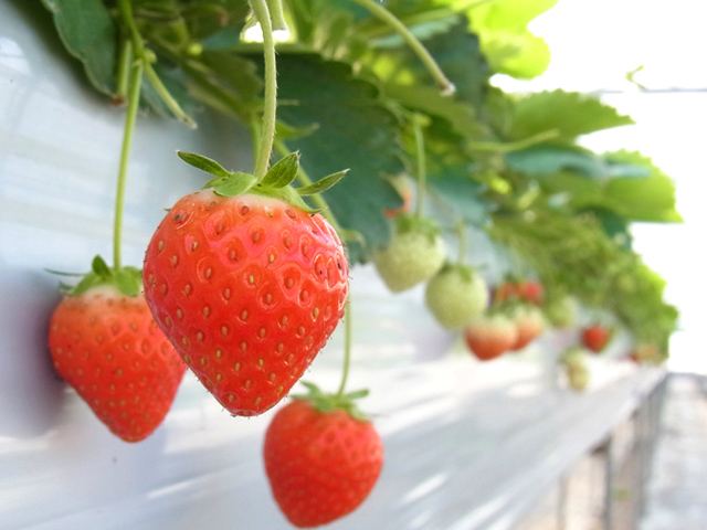 いちご農園（道の駅 滝宮）