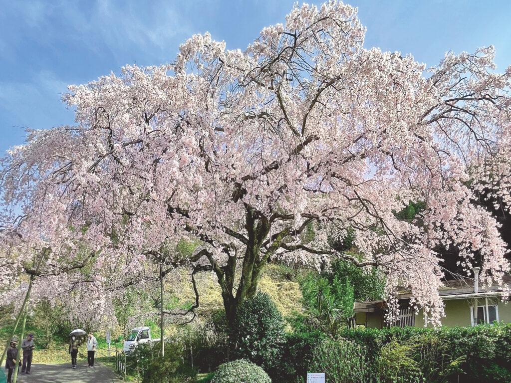 西分 堀池のしだれ桜