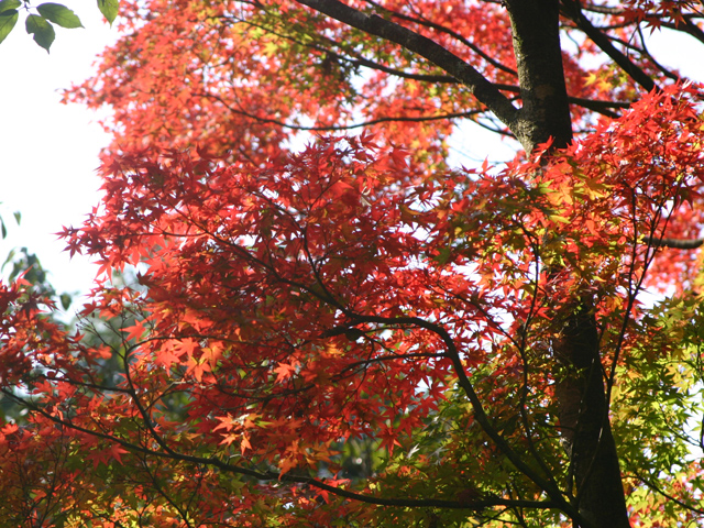 柏原渓谷キャンプ村　TaTuTaの森